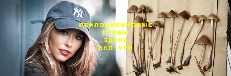 дарк нет как зайти  Новопавловск  Псилоцибиновые грибы Psilocybine cubensis 